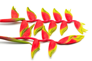 Canvas Print - Hanging Heliconia