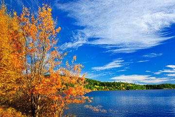 Canvas Print - Fall forest and lake