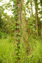 Kudzu Vine On Pine Tree Invasive Plant In Florida