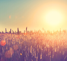 Sticker - Field. Rural Landscape under Shining Sunlight