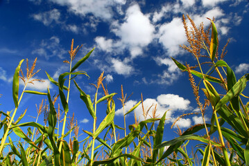 Canvas Print - Corn field