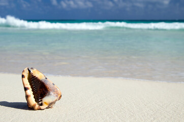 Wall Mural -  beach 