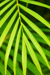 Canvas Print - Palm tree leaves