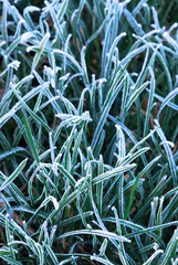 Wall Mural - Frosty grass