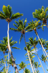 Wall Mural - Palms on blue sky