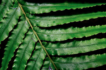 Poster - Large fern leaf