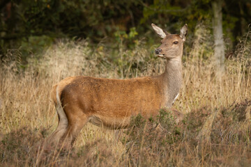 Poster - A red deer doe standing in the grass. A profile view with her head turned looking slightly to the left