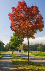 Canvas Print - red autumn tree