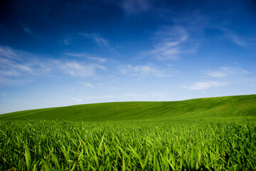 Canvas Print - Spring field