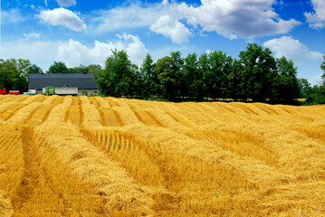 Poster - Harvest grain field