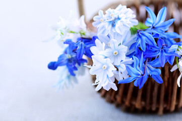 Wall Mural - First spring flowers