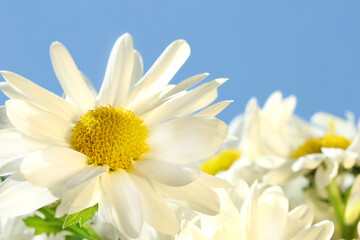 Sticker - Daisies against the blue sky