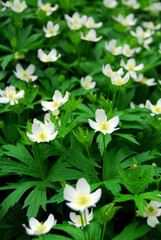 Canvas Print - Wood anemones