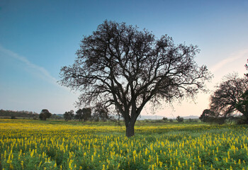 Canvas Print - The tree...