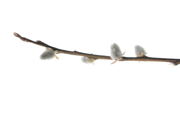 Sticker - Twigs of willow with catkins on a white background