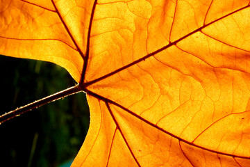 Wall Mural - Autumn leaf