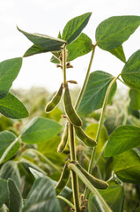 Wall Mural - A young green stalk with soybean pods stretches to the sun. Plants shot against the light. Selective focus. Agricultural soybean plant.