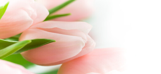 Canvas Print - beautiful pink tulips