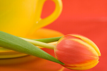 Canvas Print - Yellow cap and tulip