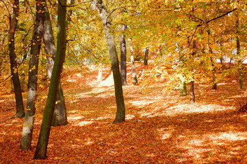 Canvas Print - forest and garden with golden leaves at fall