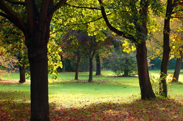 Canvas Print - fall in the park with green trees under blue sky