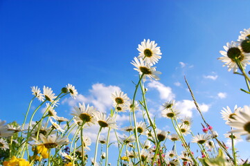 Canvas Print - flowers on meadow in summer