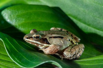 Wall Mural - Wood frog sitting on a green leaf side view