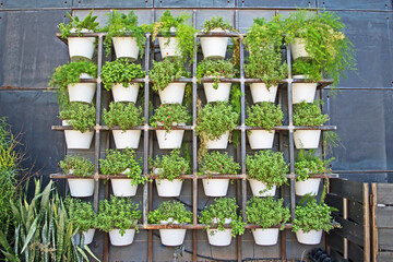 A herb garden hangs on a wall.