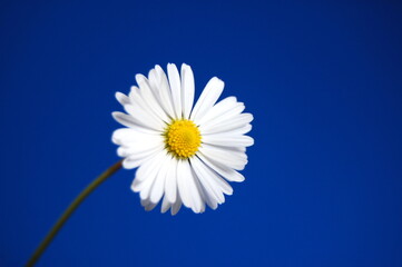 Poster - daisy under blue spring sky