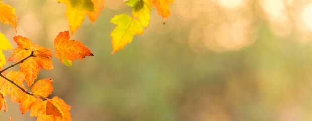 Wall Mural - panoramic view of autumnal colours leaf on sunset colorful bokeh background. panoramic view of maple leaf on sunset colorful bokeh background