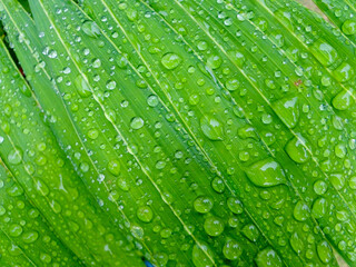 green leaf with water drops