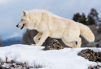 Poster - Arctic Wolf on mountain 