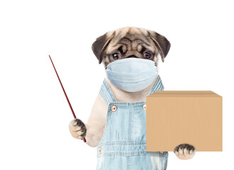 Poster - Pug puppy wearing medical protective mask and overalls holds big box and points away on empty space. isolated on white background