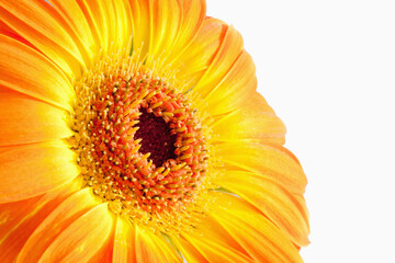 Poster - Sunflower against white background