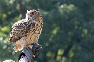 Poster - eagle owl