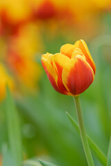 Canvas Print - Orange tulips