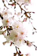 Sticker - Oriental cherry blossom