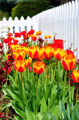 Poster - Tulips in spring garden