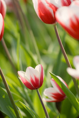 Canvas Print - Tulip garden