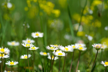 Sticker - nice summer meadow with camomiles