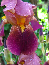 Purple Iris With Water Droplets