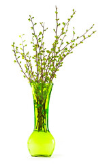 Wall Mural - Vase of branches with green spring leaves