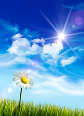 Poster - Wild daisy in the grass against blue sky