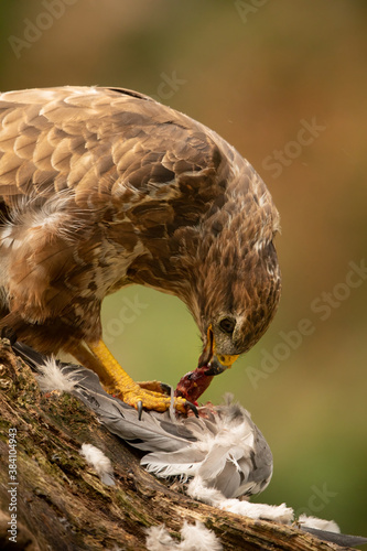 Fotomural Common Buzzard close up eating prey pigeon