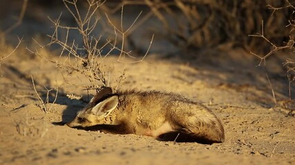 Poster - A bat-eared fox (Otocyon megalotis) in natural habitat, Kalahari desert, South Africa