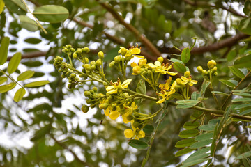 Cassia or Siamese senna flower, Medical plant or herb.