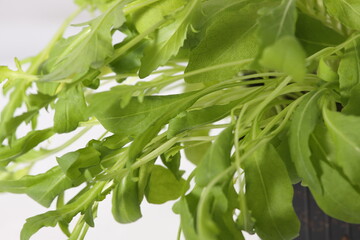 Sticker - Ruccola ,rucola, eruca sativa isolated on white background