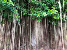 The Old Banyan Has Long Roots.