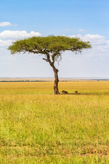 single acacia tree and resting lions at the savanna in masai mara