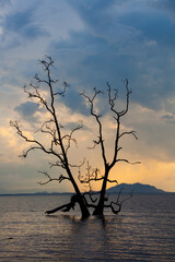 Poster - Tree silhouette , sunset at national park Bako - Borneo, Malysia